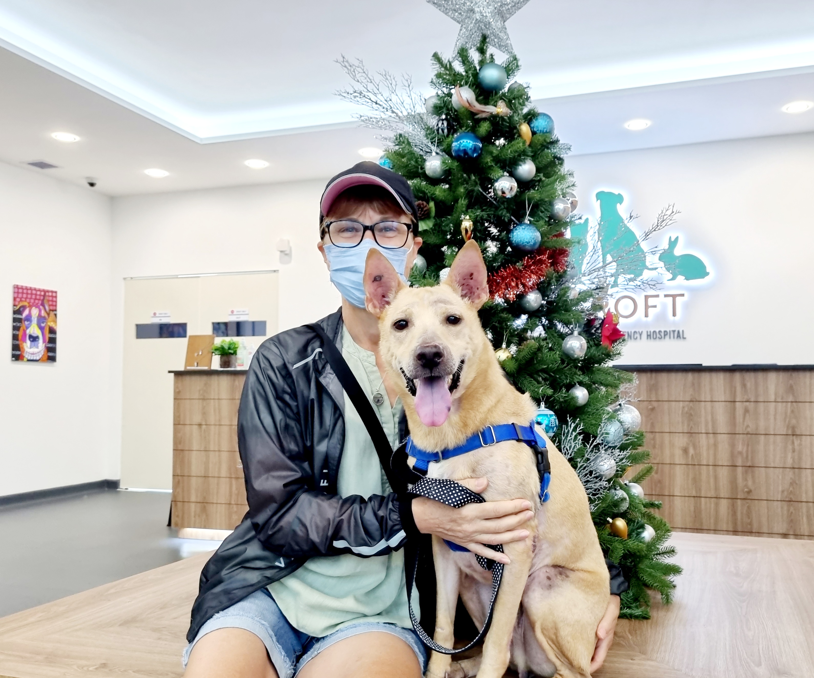 Trooper at Beecroft vet getting fitted for a prosethetic